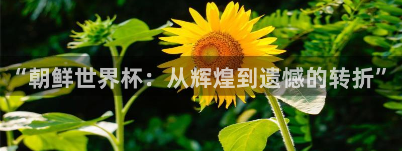 免费看足球直播比赛：“朝鲜世界杯：从辉煌到遗憾的转折”
